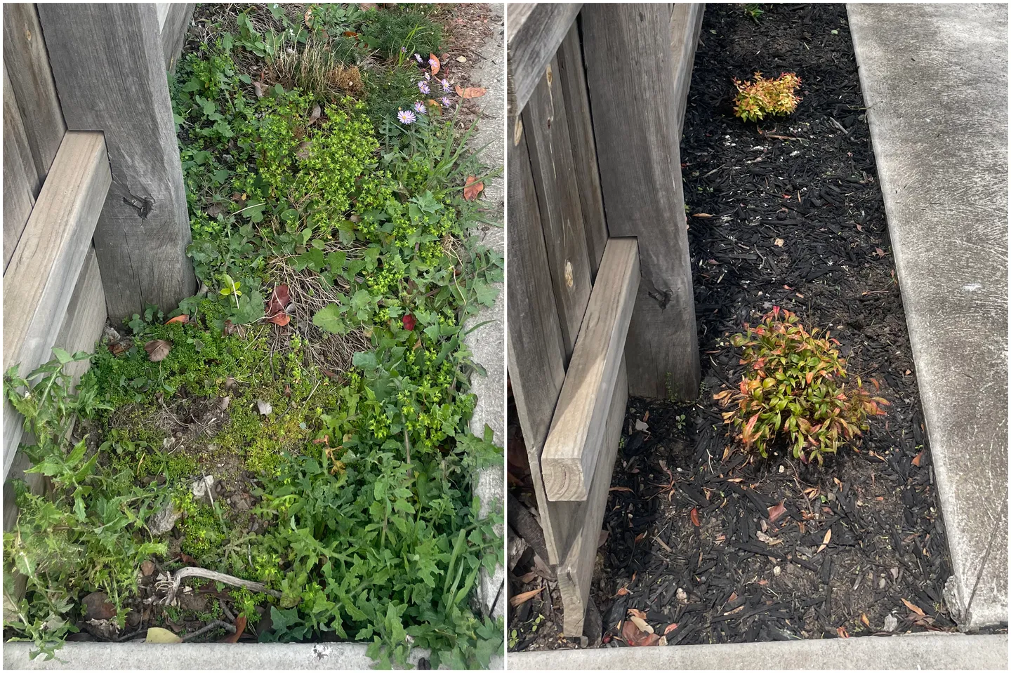 Before and after comparison of a garden bed overgrown with weeds versus weeded and covered with dark organic mulch in Brooklyn