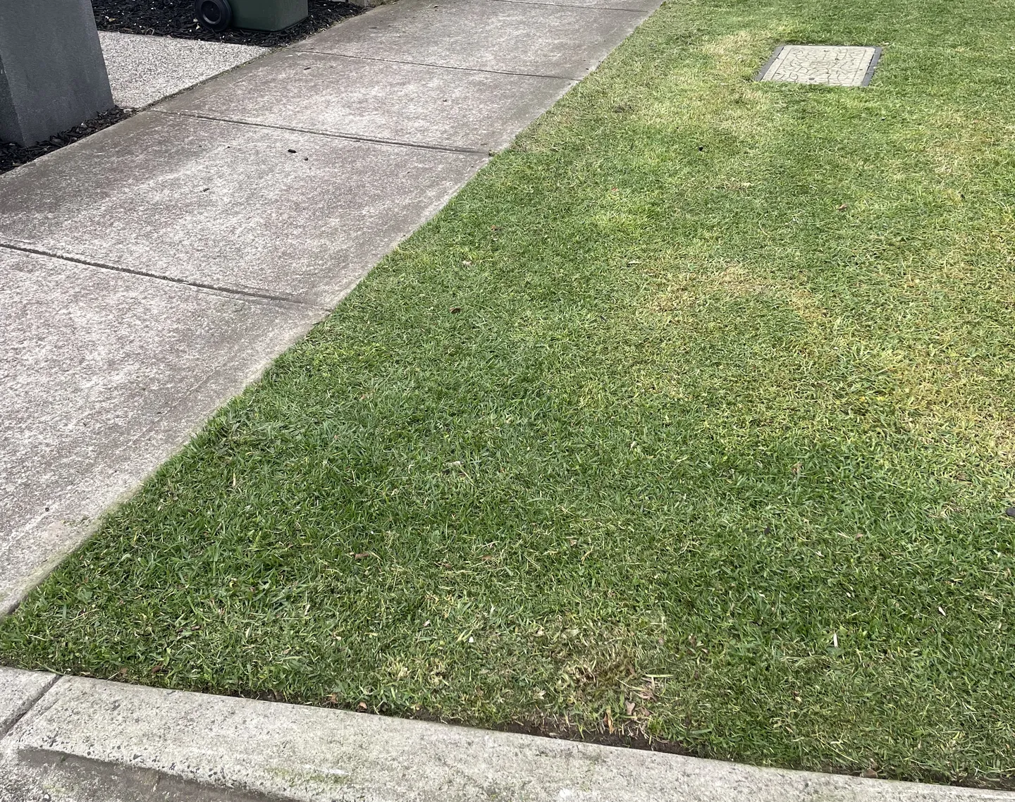 A street nature strip lawn in Brooklyn with freshly cut grass