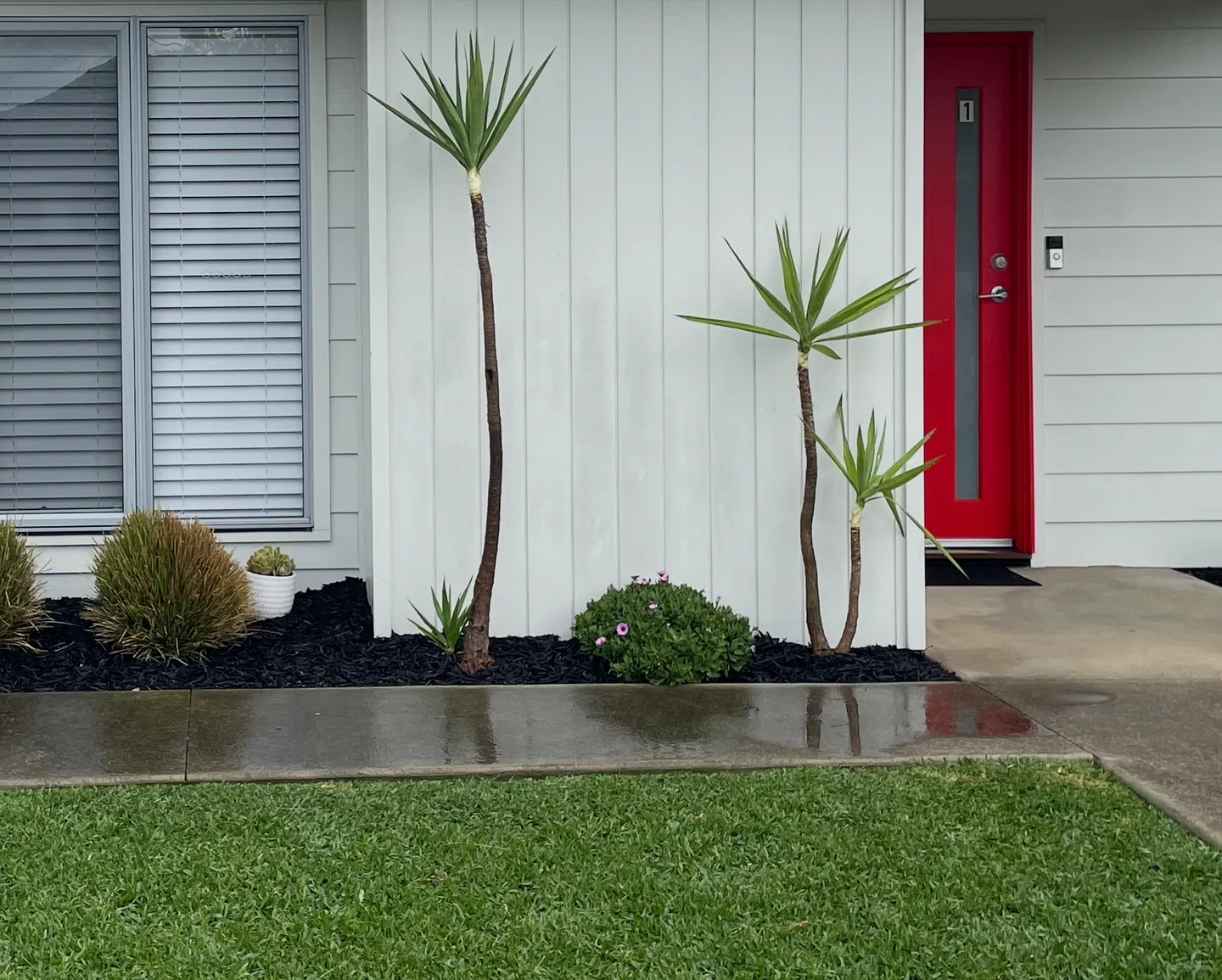 A weeded garden bed showing healthy green plants surrounded by dark organic mulch, a concrete walkway, and freshly cut green grass in front of it