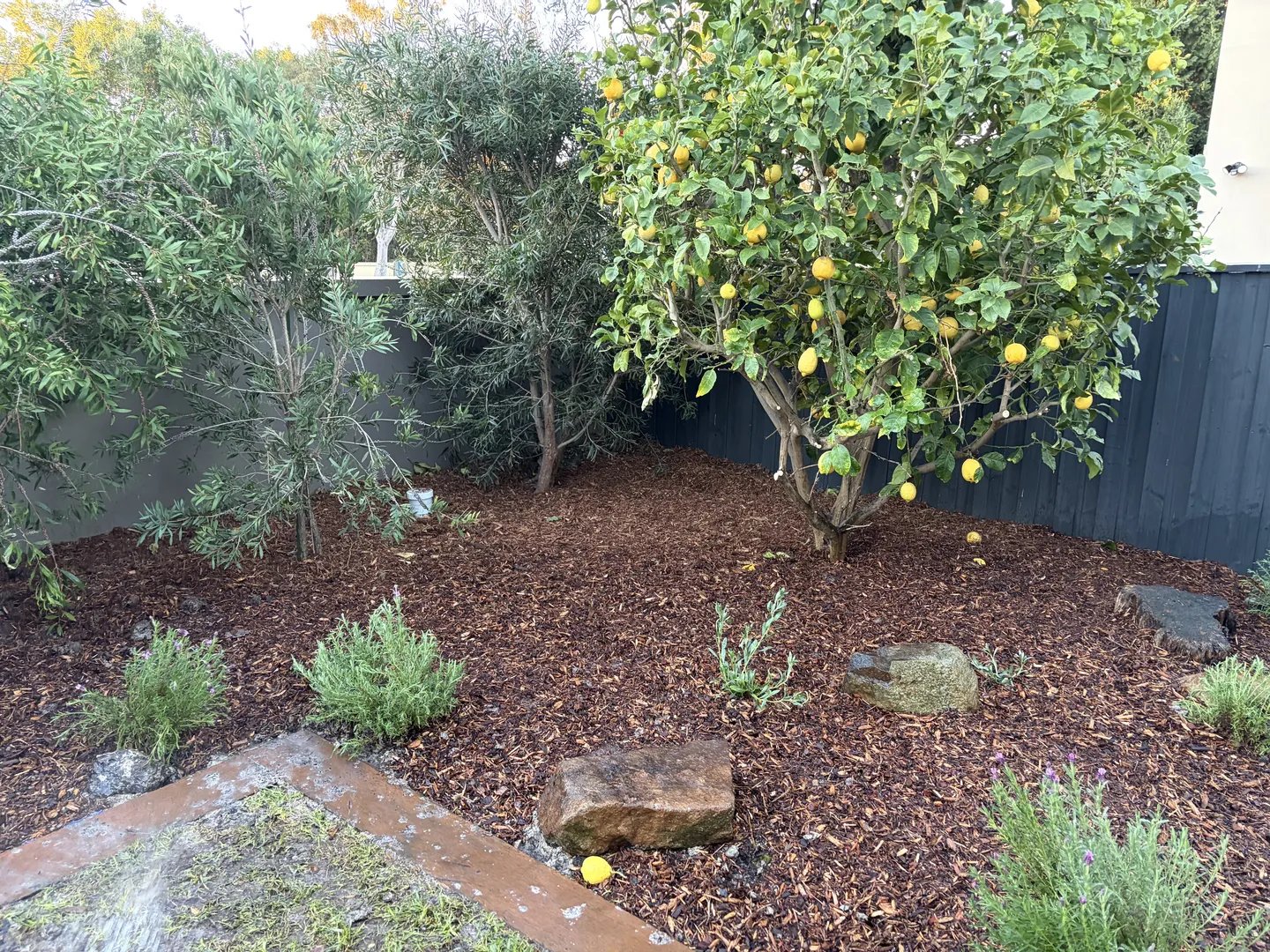 Garden bed cleanly mulched with fresh wood chips around a fruiting lemon tree, native shrubs, and decorative rocks