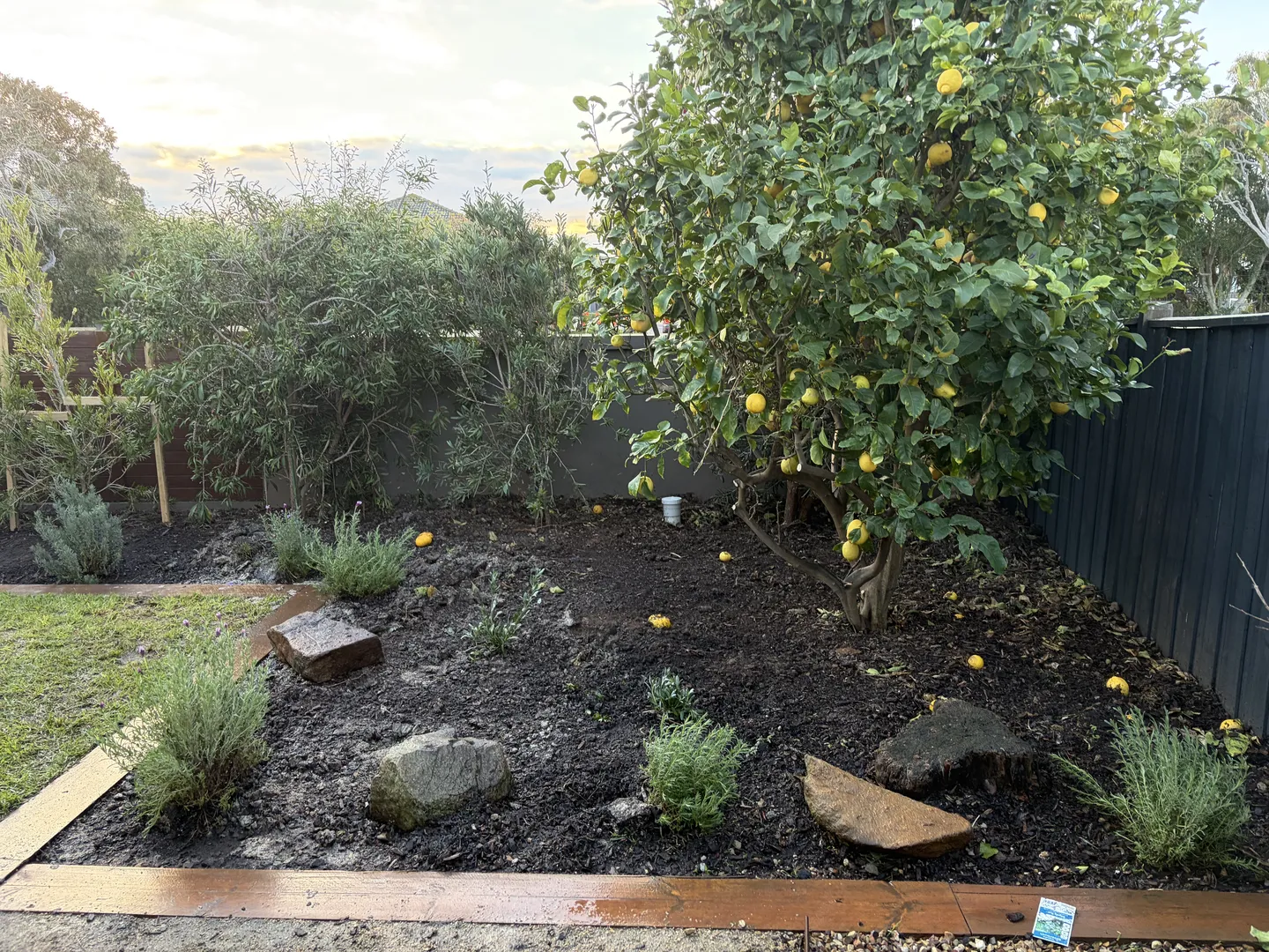 Garden bed with exposed soil, decorative rocks, and a fruiting lemon tree before mulching
