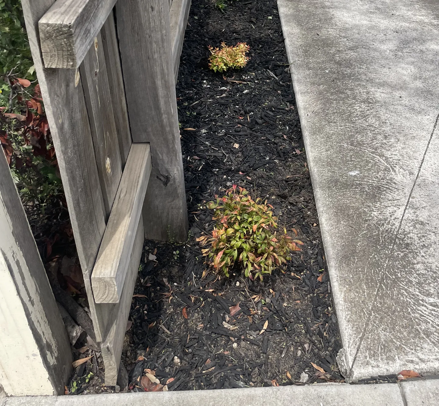 An after picture showing a clean weeded garden bed with fresh black bark mulch and new plants after weeding