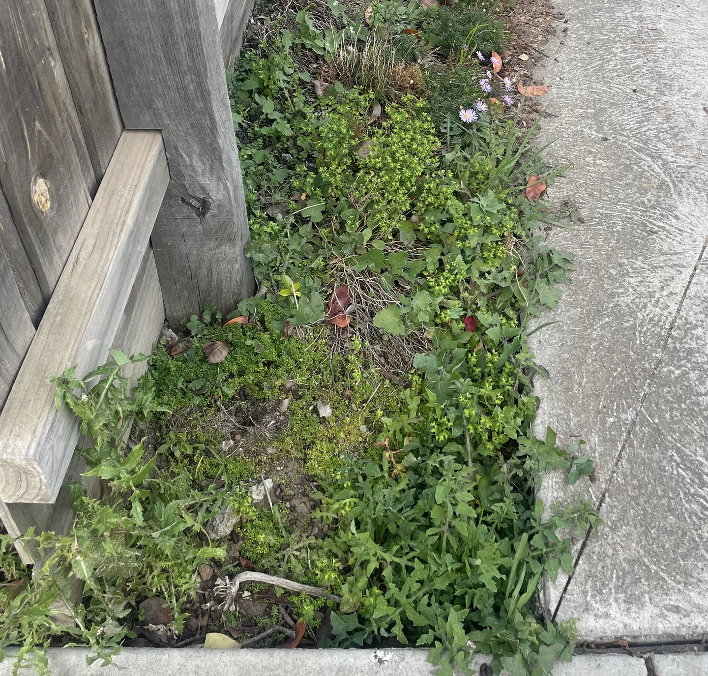 A before picture of an overgrown garden bed full of green weeds before weeding, next to a fence and some concrete
