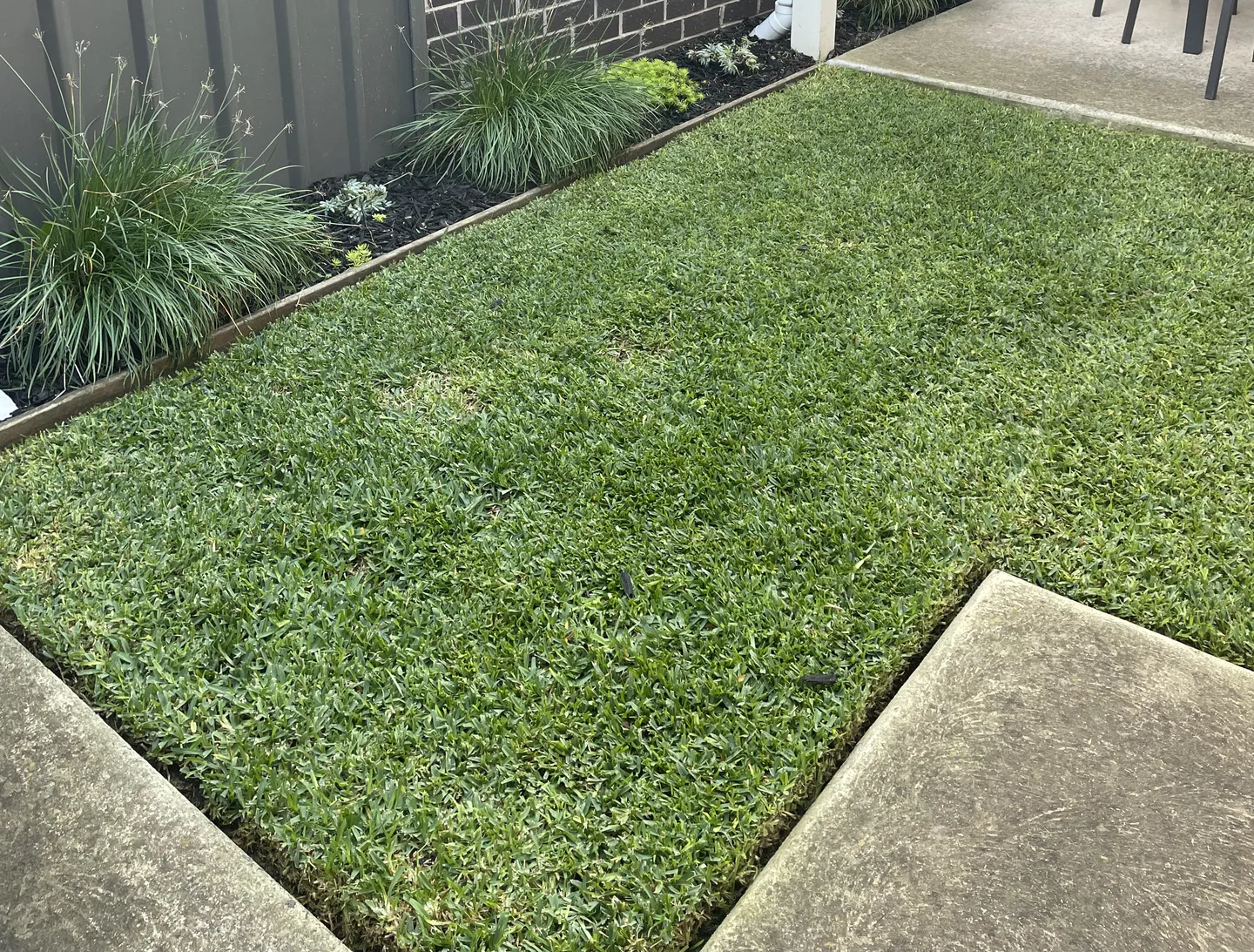 A small patch of well-edged neat green lawn in a backyard