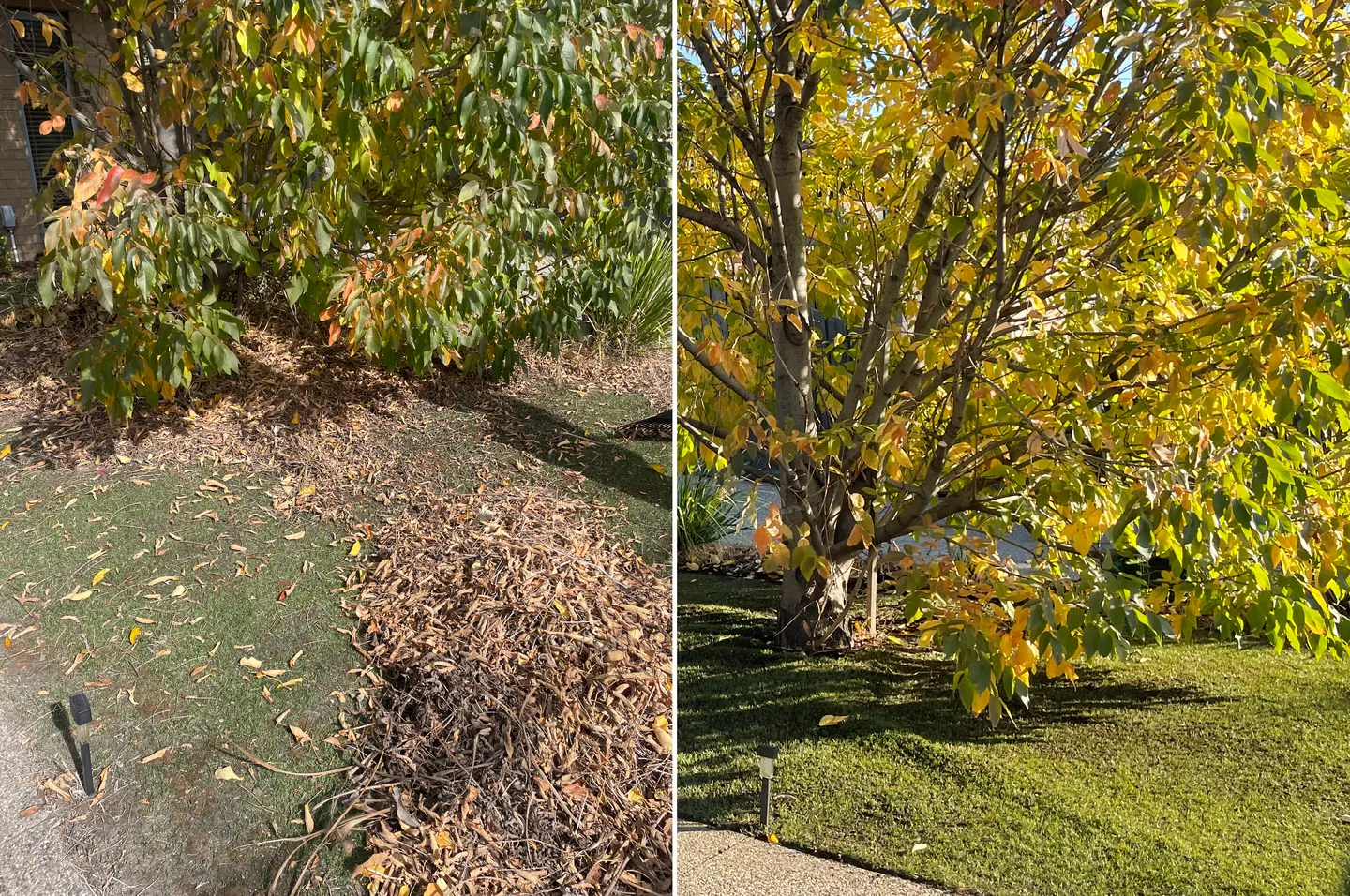 Before and after comparison of autumn leaf cleanup showing lawn cleared of dry yellow leaves